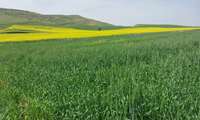 عکاس: مریم رحیمی، مکان: مزرعه گندم روستای دستگرد شهرستان کهگیلویه، زمان: بهار 1403
